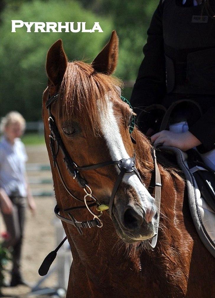 DSP Pyrrhula [Himmelhest] - 3. plads til ø-cup spring :) billede 3