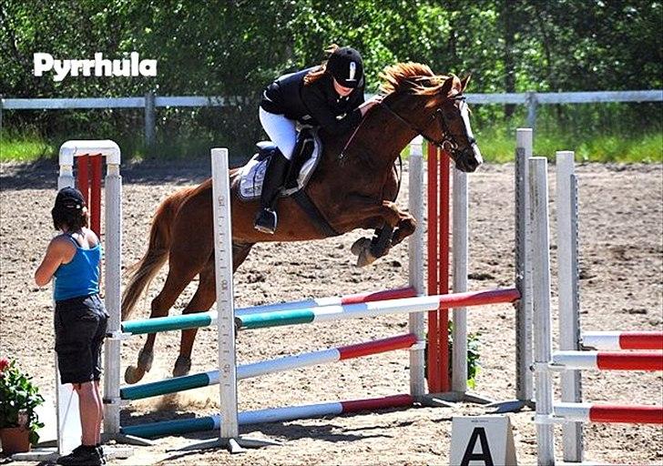 DSP Pyrrhula [Himmelhest] - Ø-cup :) billede 10