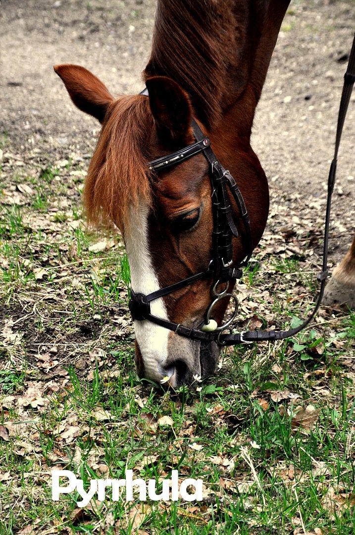 DSP Pyrrhula [Himmelhest] - En tur i skoven ;) billede 7