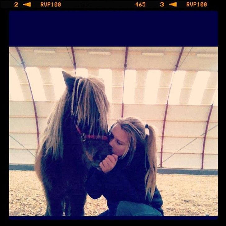 Shetlænder Frederik - mysaaaaar.. Hygge d. 23/12-2011 billede 4