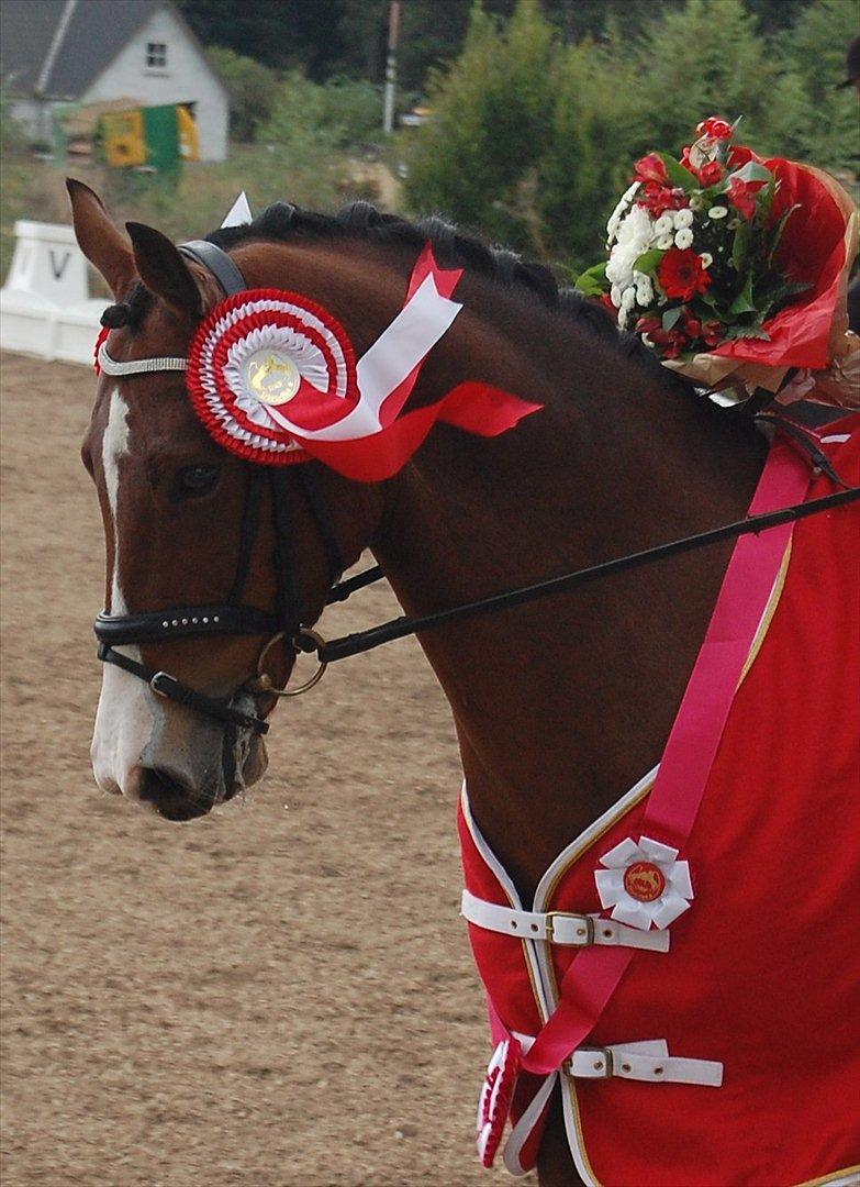 DSP Røgild´s Nikos A-pony - Distriksmester individuelt 2011  billede 1