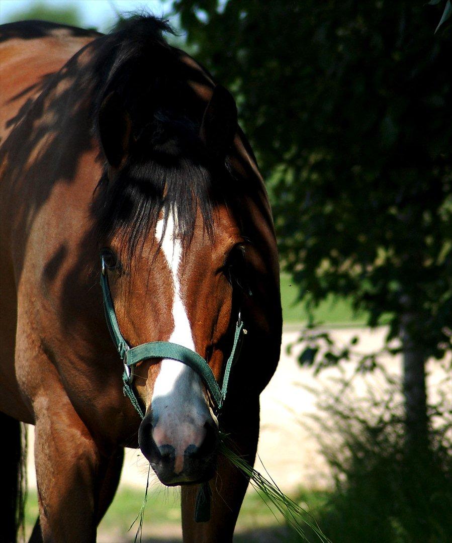 DSP Røgild´s Nikos A-pony billede 5