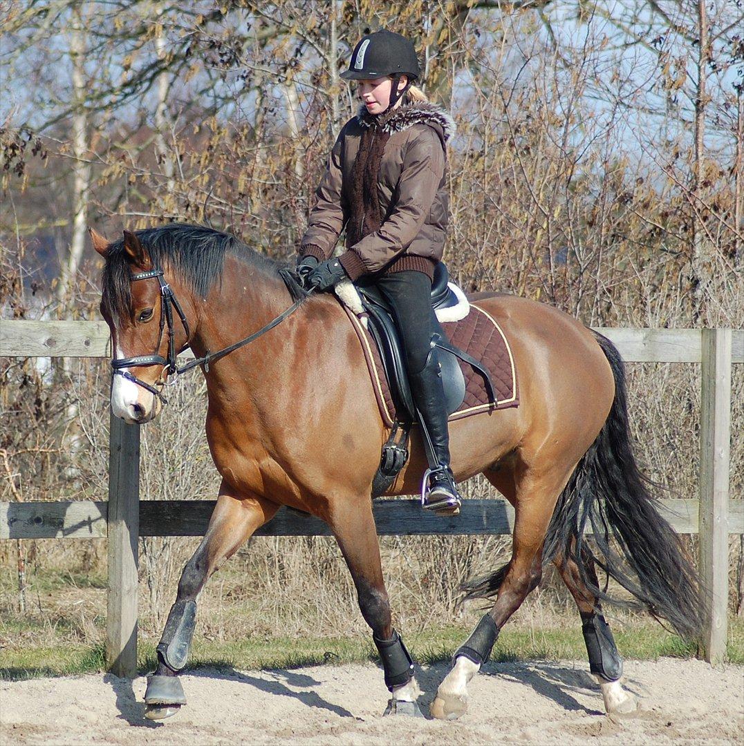 DSP Røgild´s Nikos A-pony billede 13