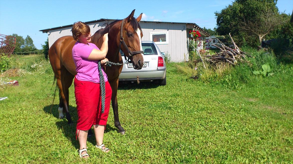 Dansk Varmblod First Alpha billede 9