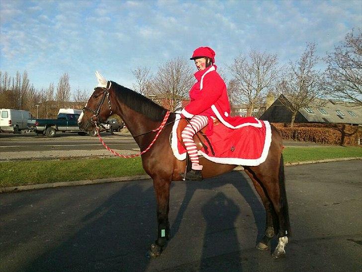 Dansk Varmblod First Alpha billede 10