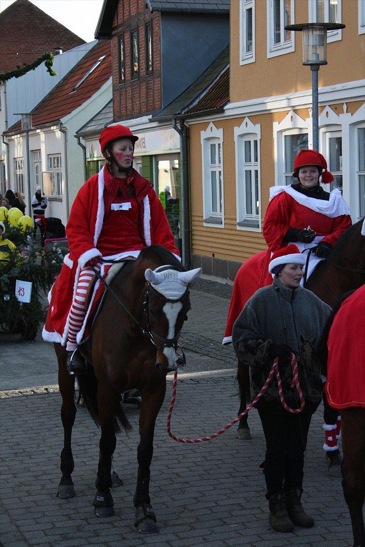 Dansk Varmblod First Alpha billede 11