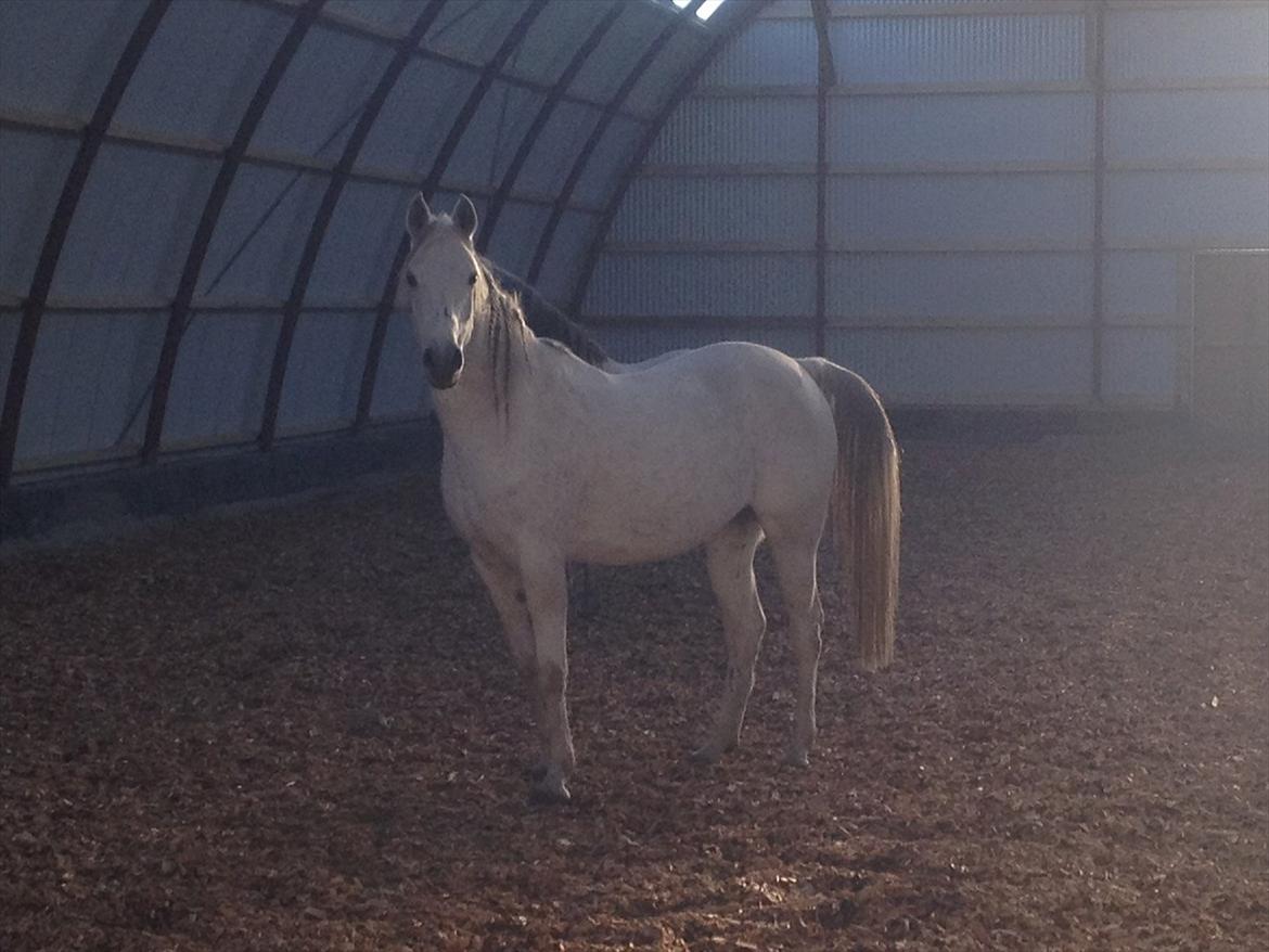 Arabisk fuldblod (OX) Joy Salina billede 19