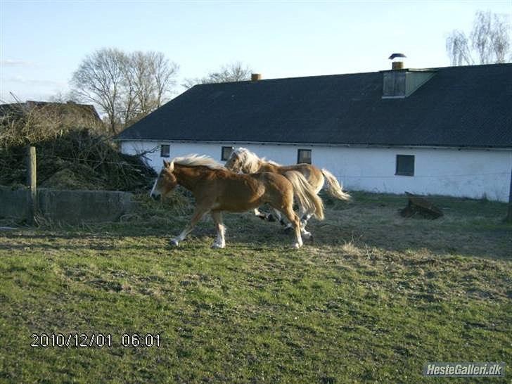 Haflinger Trinnerups Prins -  billede 7