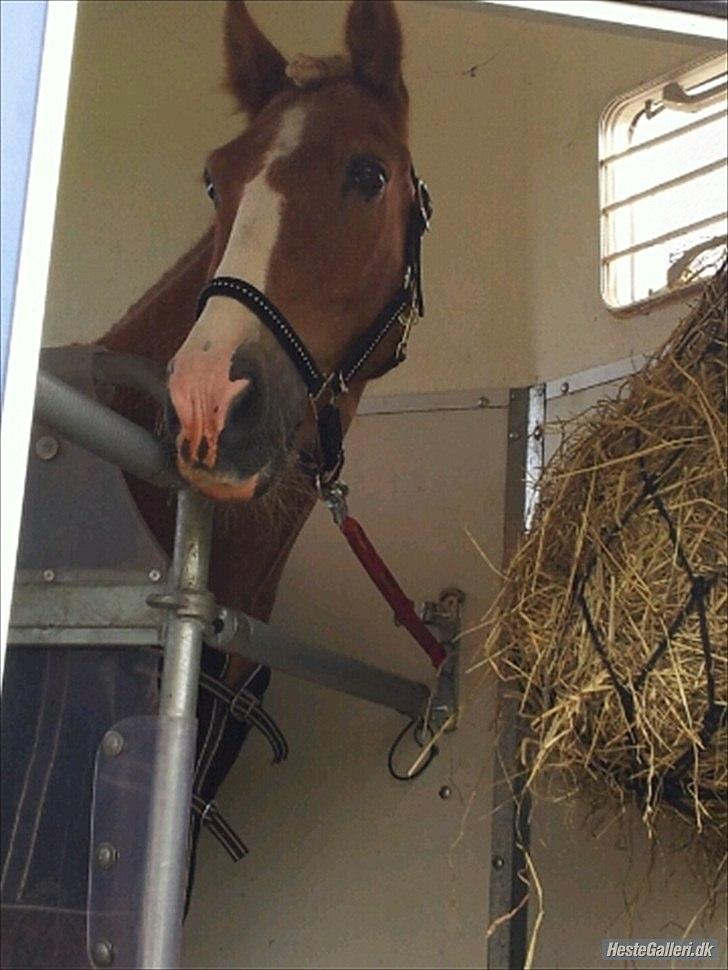 Haflinger Trinnerups Prins -  billede 6