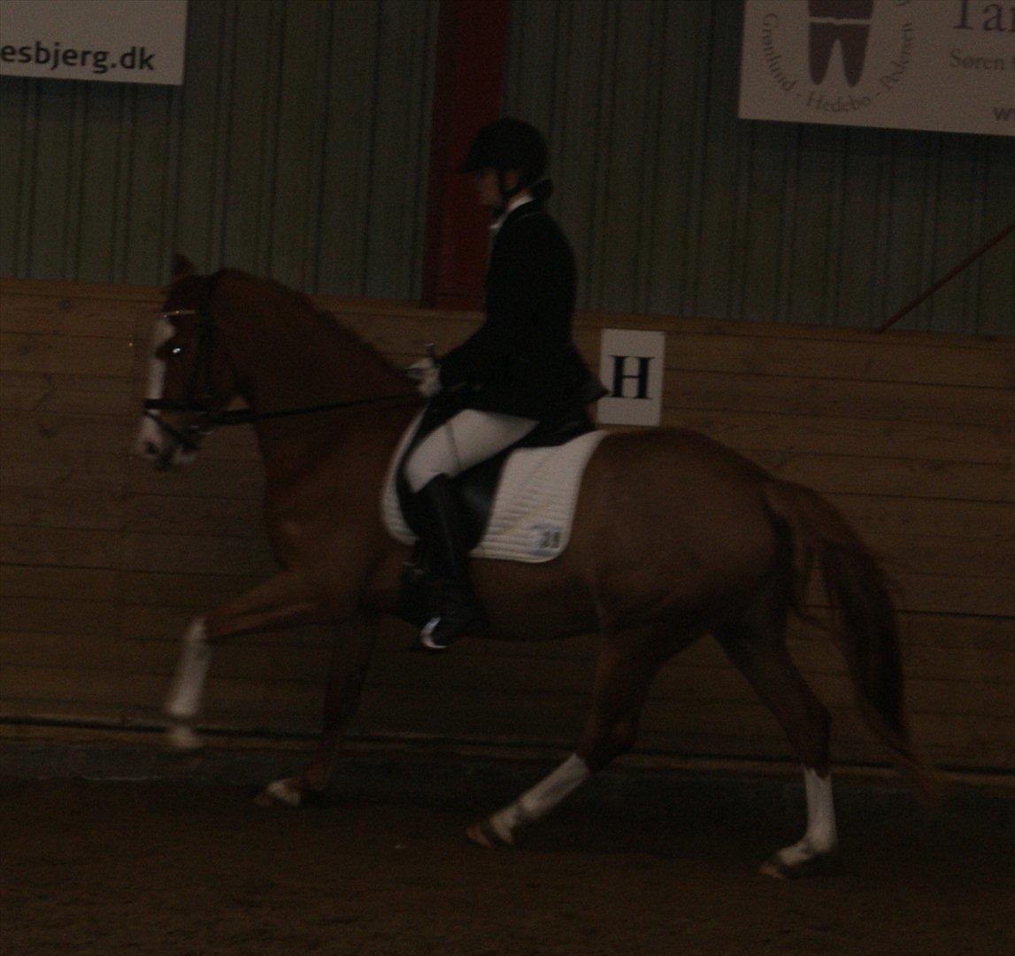 DSP Hyldtoft´s Kika Bredager - Galop lc2 den 03.12.11 billede 18
