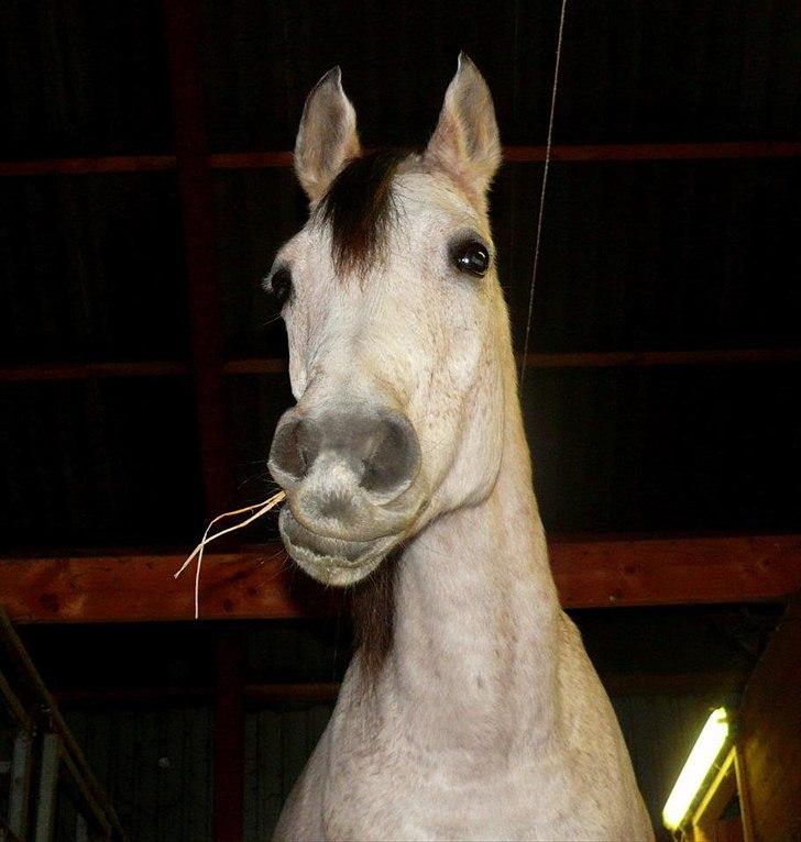 Arabisk fuldblod (OX) ~ | ~ FA. Queenie OX ~ | ~ (PRINSESSEN) billede 13