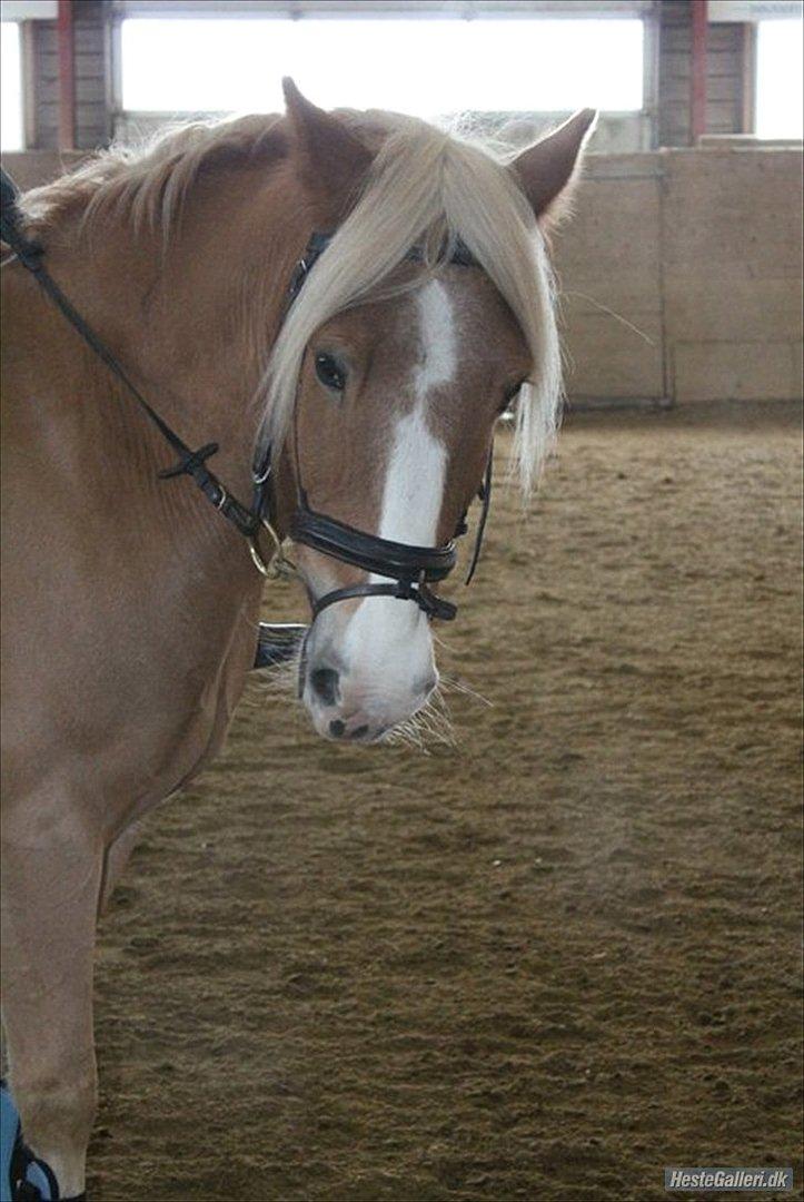 Haflinger Trinnerups Prins -  billede 8