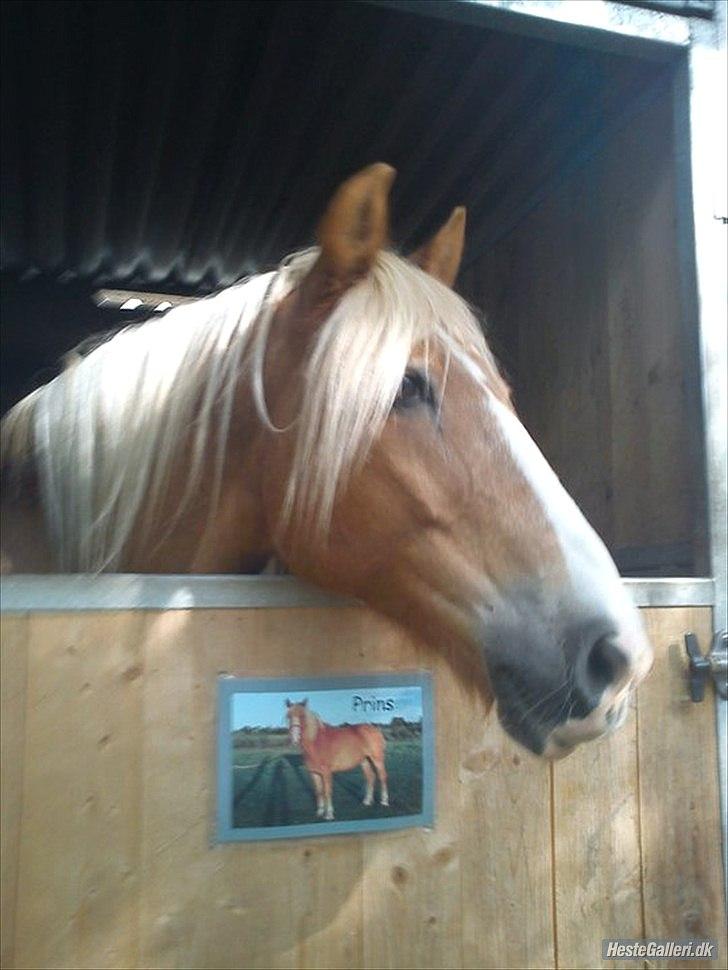 Haflinger Trinnerups Prins -  billede 9