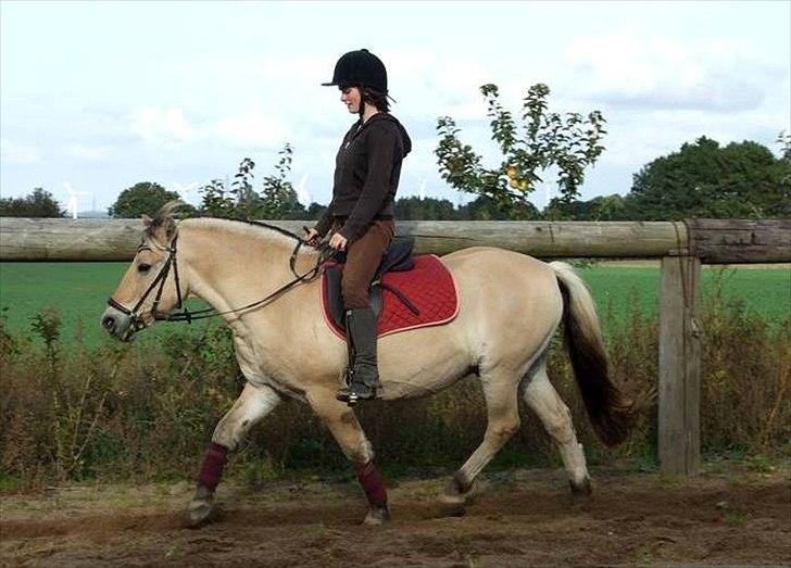 Fjordhest Bjarke Sax - 3 marts 2008 foto: Sabrina S. Hansen billede 14