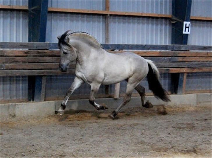 Fjordhest Hashagen's D-Mark - Blærerøven..! aug 2011 billede 16