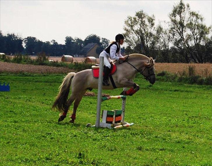 Fjordhest Hashagen's D-Mark - Første stævne på ham aug 2011 billede 17