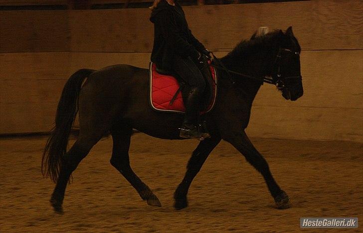 New Forest Lillie-Lund'S Vicki Bell - FOTO: Team Gadehøj 21. December 2011 | Dressur  billede 7