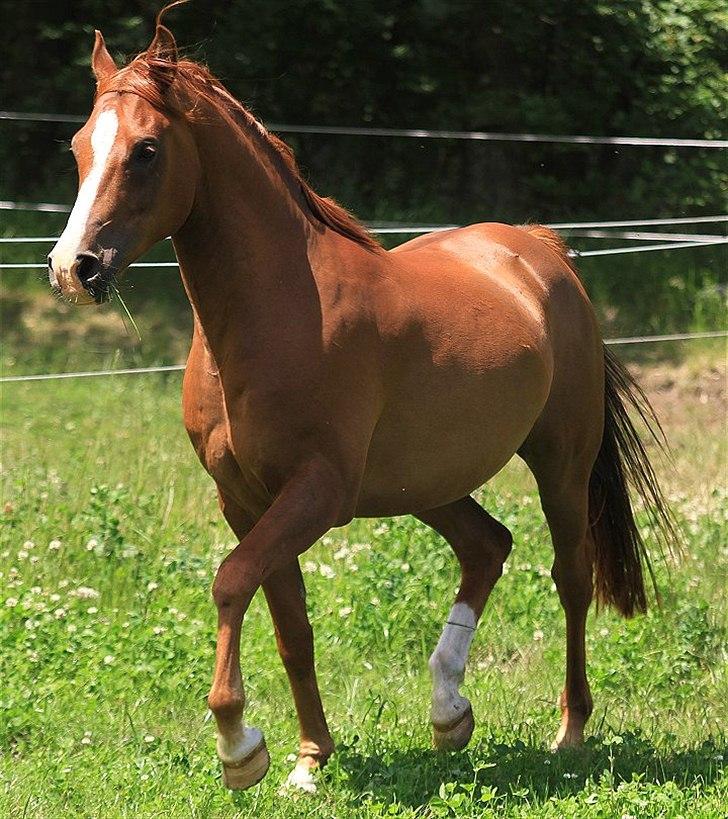 Arabisk fuldblod (OX) Shah Siimzek billede 3