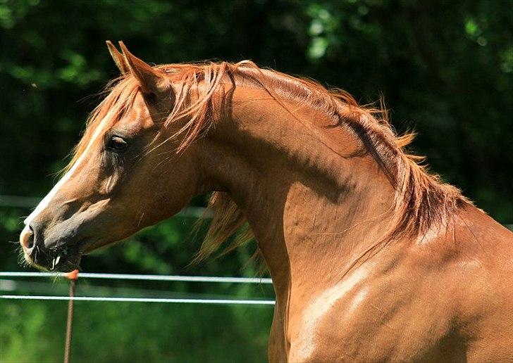 Arabisk fuldblod (OX) Shah Siimzek billede 1