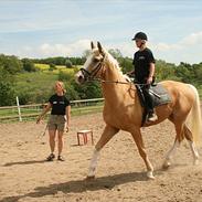 Palomino Sir Galahad SOLGT