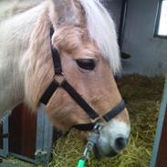 Fjordhest Musse:) <3