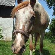 Anden særlig race Sir Tristan