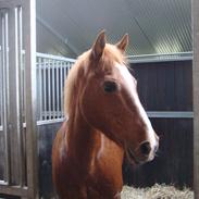 Anden særlig race Oliver