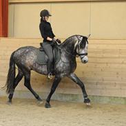 Pura Raza Española Escudero XIX