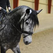 Pura Raza Española Escudero XIX