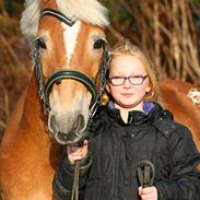 Haflinger Jackie.