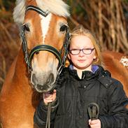 Haflinger Jackie.