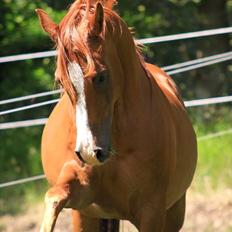 Arabisk fuldblod (OX) Shah Siimzek