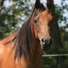 Arabisk fuldblod (OX) Copacabana