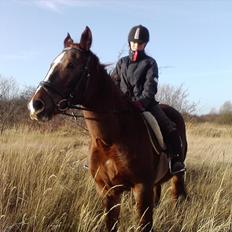 Anden særlig race Tøsen 