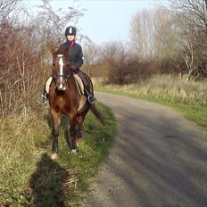 Anden særlig race Tøsen 