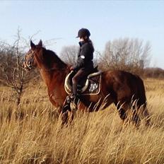 Anden særlig race Tøsen 