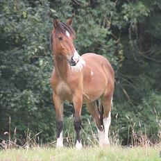 Pinto *Casino* - HINGST