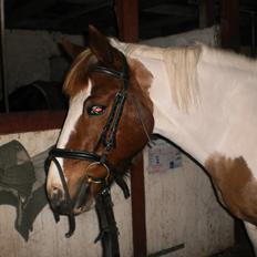 Anden særlig race Tilde -  Solgt :'(<3