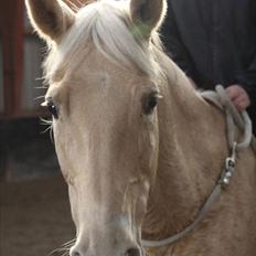 Palomino Cibelle 