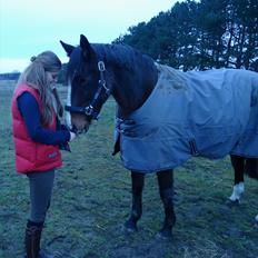 Dansk Varmblod Chivas-L *tidligere hest*