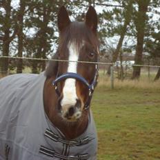 Dansk Varmblod Chivas-L *tidligere hest*