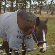 Dansk Varmblod Chivas-L *tidligere hest*