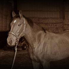 Dansk Varmblod Ninet (Horzie)