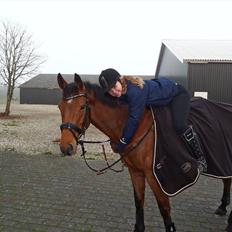 Dansk Varmblod Ninet (Horzie)