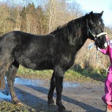 Welsh Pony af Cob-type (sec C) Queen Gabbi - SOLGT -