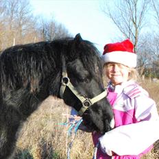 Welsh Pony af Cob-type (sec C) Queen Gabbi - SOLGT -