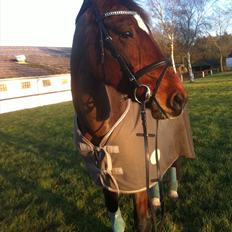 Hollandsk Varmblod Roodnoot - aad (Rubin) (tidlere hest)