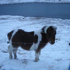 Færøsk hest Njørður [Haft i pleje]