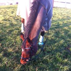 Hollandsk Varmblod Roodnoot - aad (Rubin) (tidlere hest)