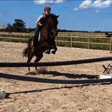 Anden særlig race Anja